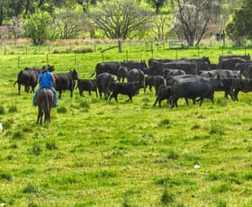 Rural / Farming commercial property for sale at 650 Donalds Creek Road Scone NSW 2337