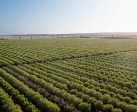 Rural / Farming commercial property for sale at Griffith NSW 2680