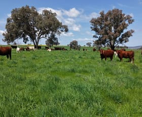 Rural / Farming commercial property for sale at Hexham, 592 Warrendale Road Greenethorpe NSW 2809