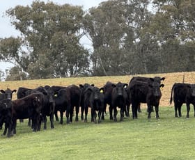 Rural / Farming commercial property for sale at Lot 13 Rosewood Hills Road Tumbarumba NSW 2653