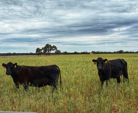 Rural / Farming commercial property for sale at 'Napunyah' 1224 Eremeran Road Condobolin NSW 2877