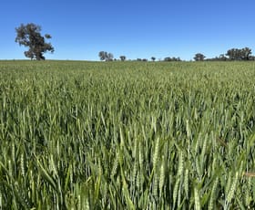 Rural / Farming commercial property for sale at 1470 Yerong Creek Mangoplah Road Mangoplah NSW 2652
