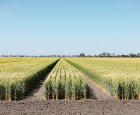 Rural / Farming commercial property for sale at Dalby QLD 4405