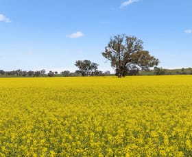 Rural / Farming commercial property for sale at "Bellissima" 630 Astons Lane, Thuddungra Via Young NSW 2594