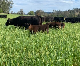 Rural / Farming commercial property for sale at 1050 Afterlee Rd Eden Creek NSW 2474