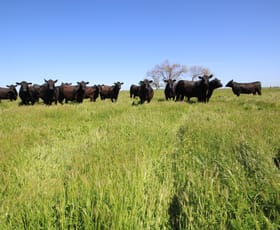 Rural / Farming commercial property for sale at 98 Sinclairs Road Naracoorte SA 5271