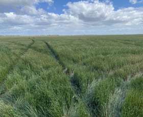 Rural / Farming commercial property for sale at Three Chain Road Birchip VIC 3483