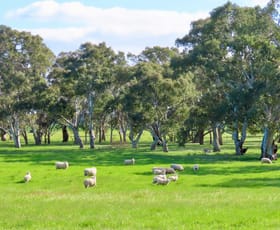 Rural / Farming commercial property for sale at Lot 9 Mount Burr Road Monbulla SA 5277