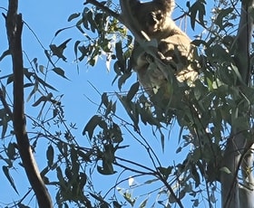 Rural / Farming commercial property for sale at 374 Wallaby Drive Millmerran QLD 4357