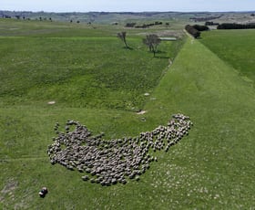 Rural / Farming commercial property for sale at 175 Bolong Road Golspie NSW 2580