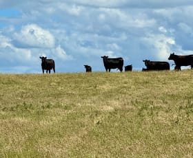 Rural / Farming commercial property for sale at Foxhow Road Foxhow VIC 3323