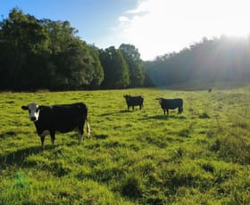 Rural / Farming commercial property for sale at 486 North Branch Rd Upsalls Creek NSW 2439