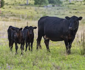 Rural / Farming commercial property for sale at 197 Boodua-Meringandan Road Muniganeen QLD 4352 Rural / Farming commercial property for sale at 197 Boodua-Meringandan Road Muniganeen QLD 4352