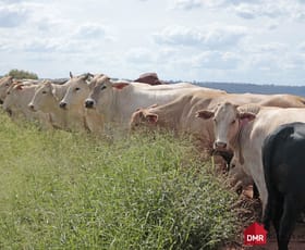 Rural / Farming commercial property for sale at 205 Dempsters Road, Binjour QLD 4625 Rural / Farming commercial property for sale at 205 Dempsters Road, Binjour QLD 4625