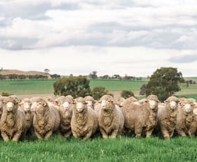 Rural / Farming commercial property for sale at 1679 Stockinbingal Road Cootamundra NSW 2590 Rural / Farming commercial property for sale at 1679 Stockinbingal Road Cootamundra NSW 2590