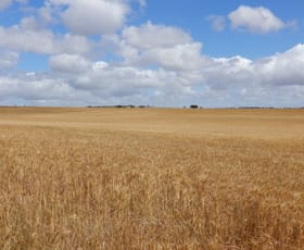 Rural / Farming commercial property for sale at 33 Lutze Road Coonalpyn SA 5265