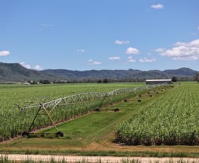 Rural / Farming commercial property for sale at 2143 Mackay Eungella Road Mirani QLD 4754