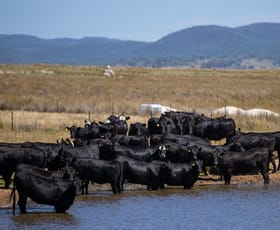 Rural / Farming commercial property for sale at 'Jacksons Block' Bendemeer Road Uralla NSW 2358