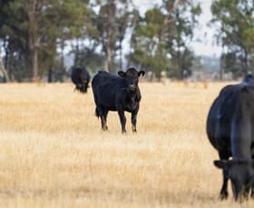 Rural / Farming commercial property for sale at 1152 Central Island Road Galore NSW 2650