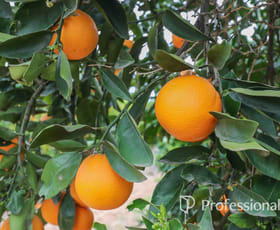 Rural / Farming commercial property for sale at 45 Regent Drive Colignan VIC 3494