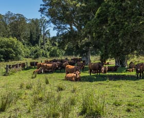 Rural / Farming commercial property for sale at 482 Terreel Road Wards River NSW 2422