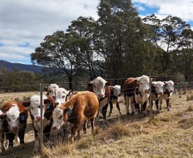 Rural / Farming commercial property for sale at 102 Kain Cross Road Braidwood NSW 2622 Rural / Farming commercial property for sale at 102 Kain Cross Road Braidwood NSW 2622