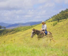 Rural / Farming commercial property for sale at 256 Paradise Road Mount Sylvia QLD 4343