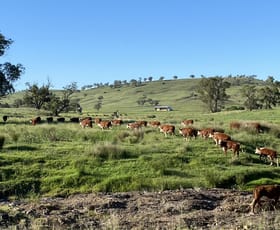 Rural / Farming commercial property for sale at Hillgrove, 2851 Napier Lane Nombi NSW 2379 Rural / Farming commercial property for sale at Hillgrove, 2851 Napier Lane Nombi NSW 2379