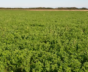 Rural / Farming commercial property for sale at Southern Ports Highway Mount Benson SA 5275