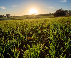 Rural / Farming commercial property for sale at 1629 Darby Falls Road Cowra NSW 2794