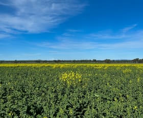 Rural / Farming commercial property for sale at 0 Henty Walla Road Culcairn NSW 2660