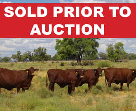 Rural / Farming commercial property sold at 28525 Kamilaroi Highway Burren Junction NSW 2386