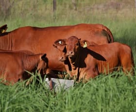 Rural / Farming commercial property sold at 375 North Branch Road Maryvale QLD 4370