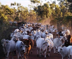 Rural / Farming commercial property sold at Mitchell QLD 4465 Rural / Farming commercial property sold at Mitchell QLD 4465