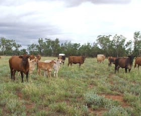 Rural / Farming commercial property sold at 2350 Carnarvon Highway Thallon QLD 4497