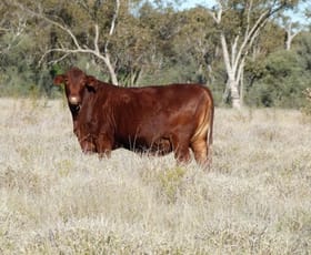 Rural / Farming commercial property sold at 43 Middle Mitchell - St George Rd Mitchell QLD 4465