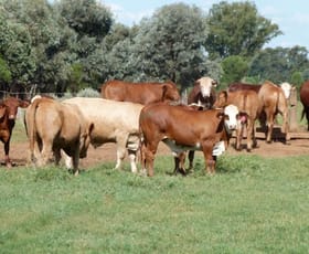 Rural / Farming commercial property sold at Grills Road Meandarra QLD 4422