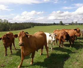 Rural / Farming commercial property sold at 153 McGraths Lane The Whiteman NSW 2460