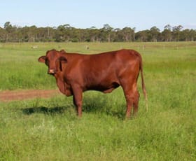 Rural / Farming commercial property sold at - GRAZING WITH IRRIGATION LICENCES Drillham QLD 4424