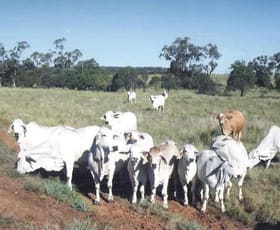 Rural / Farming commercial property sold at 1272 ACRES Wallumbilla QLD 4428 Rural / Farming commercial property sold at 1272 ACRES Wallumbilla QLD 4428