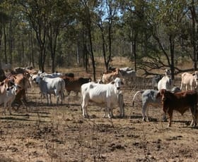 Rural / Farming commercial property sold at Kidston QLD 4871 Rural / Farming commercial property sold at Kidston QLD 4871