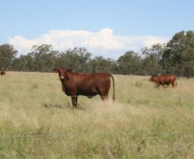 Rural / Farming commercial property sold at - KINGUMBILLA WEST Goondiwindi QLD 4390 Rural / Farming commercial property sold at - KINGUMBILLA WEST Goondiwindi QLD 4390