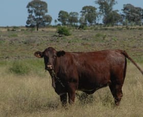 Rural / Farming commercial property sold at - Jellicoe Inglewood QLD 4387 Rural / Farming commercial property sold at - Jellicoe Inglewood QLD 4387