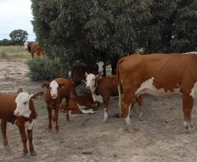 Rural / Farming commercial property sold at - Portion of "Koala Park" Meandarra QLD 4422