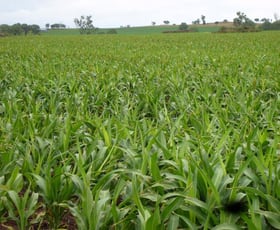 Rural / Farming commercial property sold at 1880 acres, 20km north of Dalby QLD 4405 Rural / Farming commercial property sold at 1880 acres, 20km north of Dalby QLD 4405