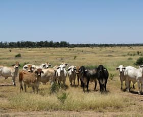 Rural / Farming commercial property sold at 3046 ACRES TOP CLASS GRAZING BLOCK Dulacca QLD 4425 Rural / Farming commercial property sold at 3046 ACRES TOP CLASS GRAZING BLOCK Dulacca QLD 4425