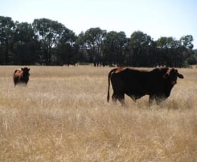 Rural / Farming commercial property sold at 3500 ACRES GRAZING PROPERTY Tara QLD 4421 Rural / Farming commercial property sold at 3500 ACRES GRAZING PROPERTY Tara QLD 4421