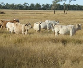 Rural / Farming commercial property sold at Balonne Highway St George QLD 4487