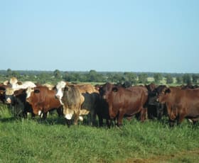 Rural / Farming commercial property sold at - SCOTTLAND DOWNS Goondiwindi QLD 4390