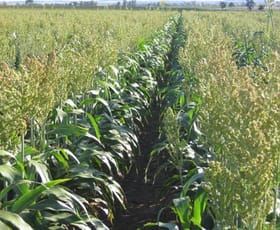 Rural / Farming commercial property sold at Roma QLD 4455 Rural / Farming commercial property sold at Roma QLD 4455